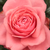 Rosa - Rose Ibridi di Tea - Elaine Paige™